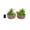 Set of 2 Faux Succulent Plants Assorted 8" Tall Greenery Plant Home Decor